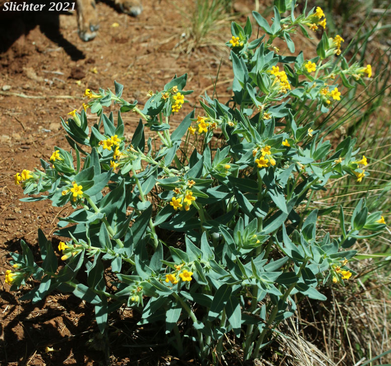 California Gromwell: Lithospermum californicum