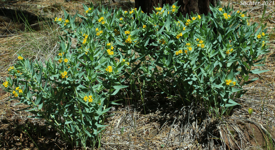 California Gromwell: Lithospermum californicum