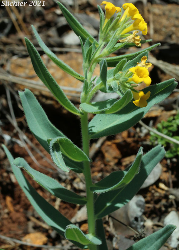 California Gromwell: Lithospermum californicum