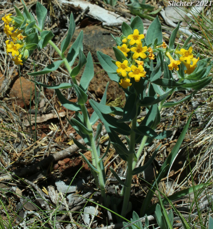 California Gromwell: Lithospermum californicum