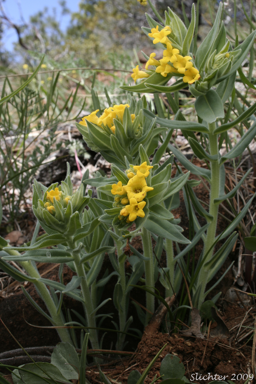 California Gromwell: Lithospermum californicum