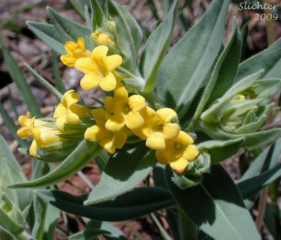 Inflorescence of California Gromwell: Lithospermum californicum