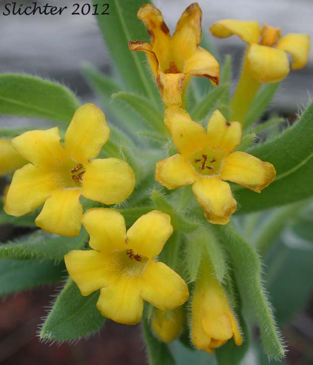 California Gromwell: Lithospermum californicum