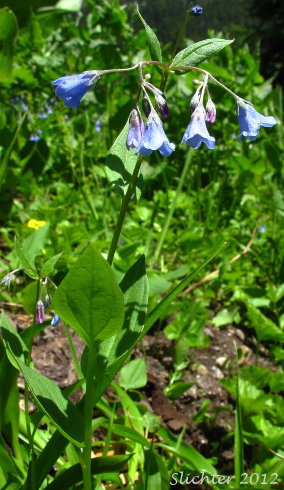 Oregon Bluebells, Oregon Lungwort: Mertensia bella