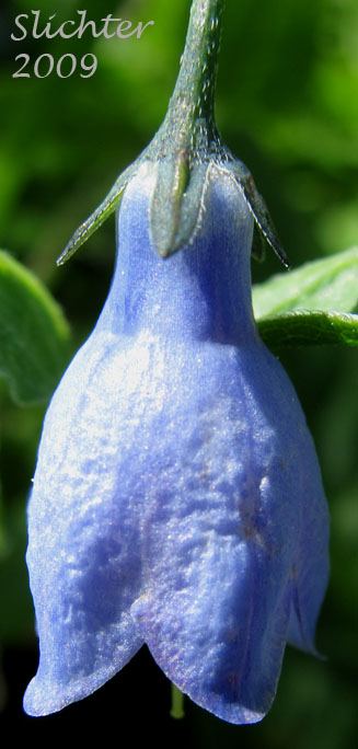 Flower of Broadleaf Bluebells, Western Bluebells, Western Lungwort: Mertensia platyphylla (Synonyms: Mertensia platyphylla var. subcordata, Mertensia subcordata)