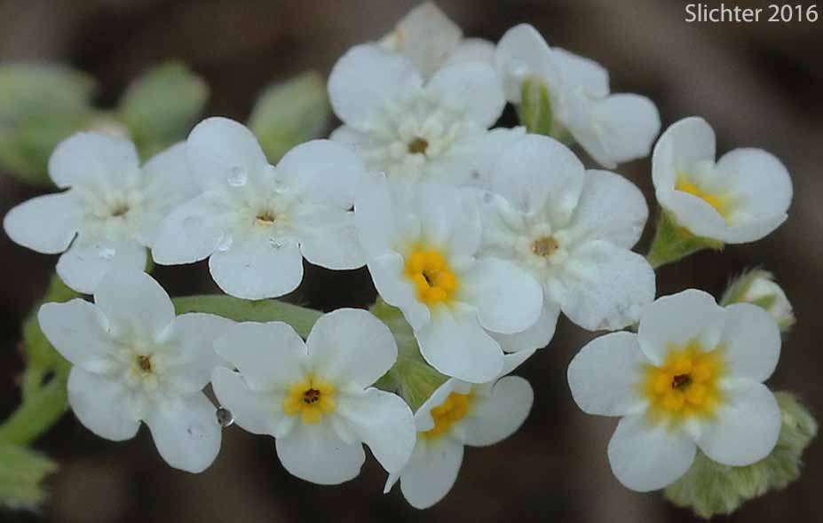 Inflorescence of Fragrant Popcornflower, Fragrant Popcorn-flower, Fragrant Popcorn Flower: Plagiobothrys figuratus var. figuratus (Synonyms: Allocarya figurata, Plagiobothrys figuratus ssp. figuratus, Plagiobothrys hirtus var. figuratus)