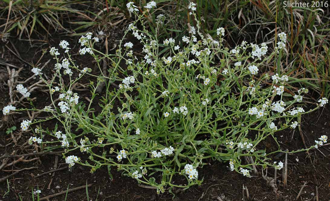 Fragrant Popcornflower, Fragrant Popcorn-flower, Fragrant Popcorn Flower: Plagiobothrys figuratus var. figuratus (Synonyms: Allocarya figurata, Plagiobothrys figuratus ssp. figuratus, Plagiobothrys hirtus var. figuratus)