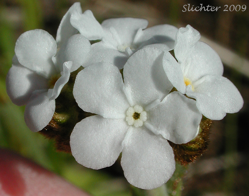 Close-up of the flowers of Rusty Plagiobothrys, Rusty Popcornflower, Rusty Popcorn-flower, Rusty Popcorn Flower: Plagiobothrys nothofulvus