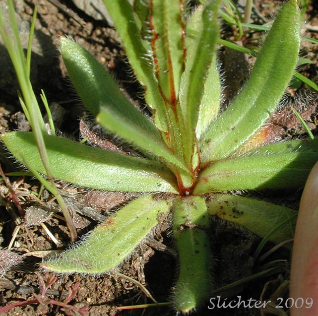 A close-up of the basal leaves of Rusty Plagiobothrys, Rusty Popcornflower, Rusty Popcorn-flower, Rusty Popcorn Flower: Plagiobothrys nothofulvus