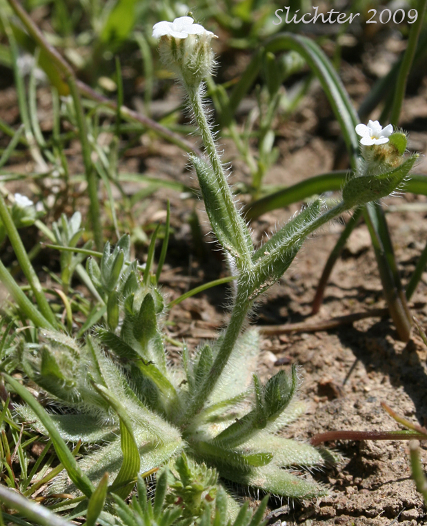 Pacific Popcorn Flower, Pacific Popcorn-flower, Slender Plagiobothrys, Slender Popcornflower, Slender Popcorn-flower, Slender Popcorn Flower: Plagiobothrys tenellus (Synonym: Plagiobothrys asper)