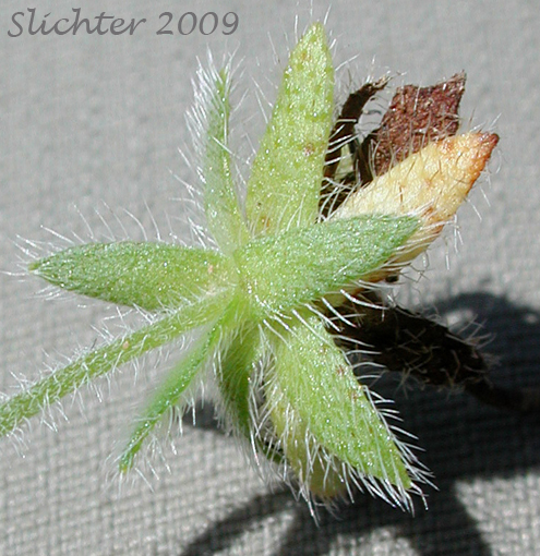 Basal rosette of leaves of Pacific Popcorn Flower, Pacific Popcorn-flower, Slender Plagiobothrys, Slender Popcornflower, Slender Popcorn-flower, Slender Popcorn Flower: Plagiobothrys tenellus (Synonym: Plagiobothrys asper)