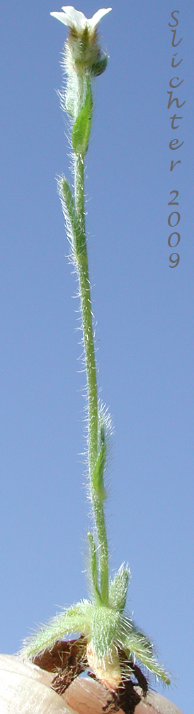 Pacific Popcorn Flower, Pacific Popcorn-flower, Slender Plagiobothrys, Slender Popcornflower, Slender Popcorn-flower, Slender Popcorn Flower: Plagiobothrys tenellus (Synonym: Plagiobothrys asper)