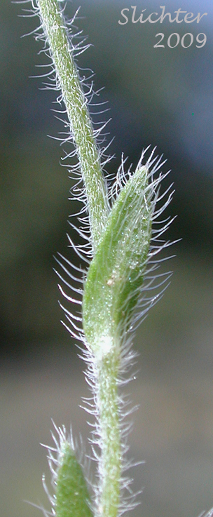 Stem leaf of Pacific Popcorn Flower, Pacific Popcorn-flower, Slender Plagiobothrys, Slender Popcornflower, Slender Popcorn-flower, Slender Popcorn Flower: Plagiobothrys tenellus (Synonym: Plagiobothrys asper)
