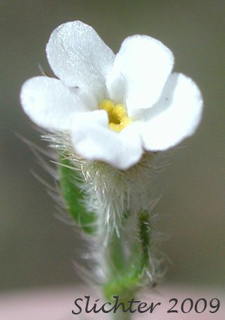Flower of Pacific Popcorn Flower, Pacific Popcorn-flower, Slender Plagiobothrys, Slender Popcornflower, Slender Popcorn-flower, Slender Popcorn Flower: Plagiobothrys tenellus (Synonym: Plagiobothrys asper)