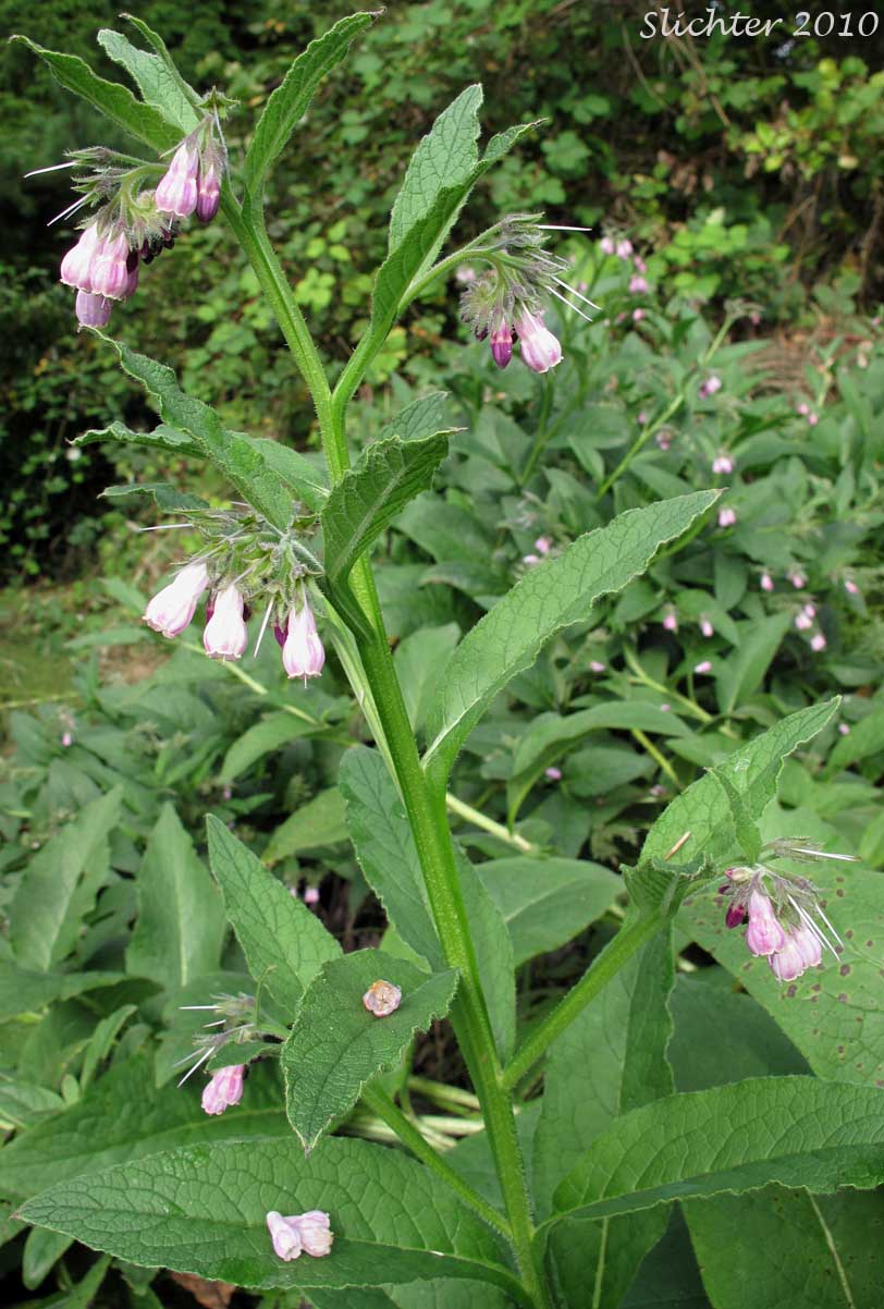 Common Comfrey: Symphytum officinale (Synonyms: Symphytum officinale ssp. uliginosum, Symphytum uliginosum)