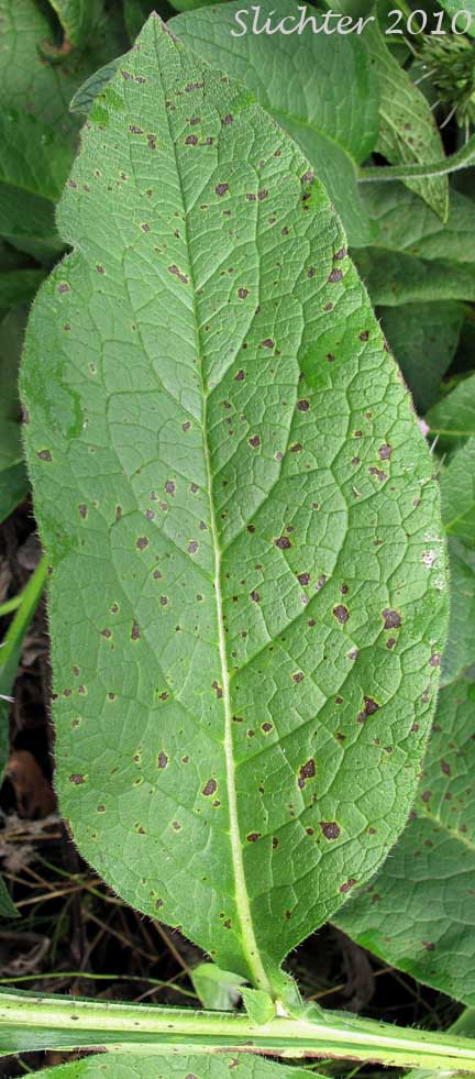 Stem leaf of Common Comfrey: Symphytum officinale (Synonyms: Symphytum officinale ssp. uliginosum, Symphytum uliginosum)
