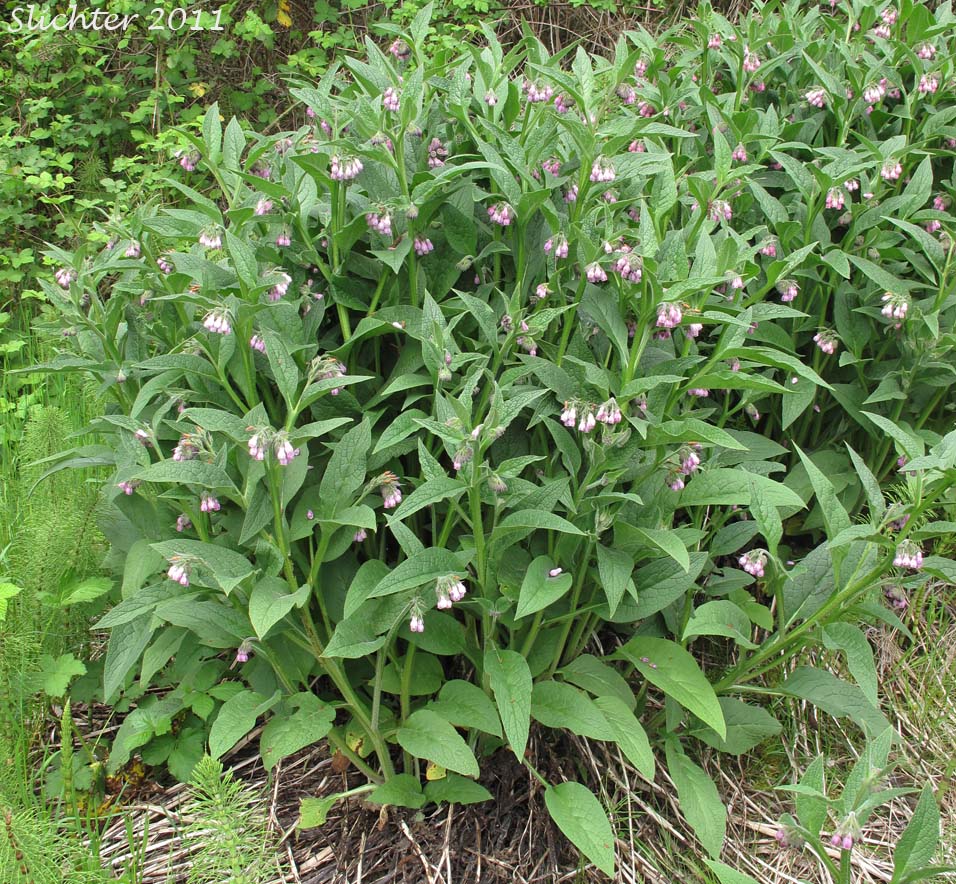 Common Comfrey: Symphytum officinale (Synonyms: Symphytum officinale ssp. uliginosum, Symphytum uliginosum)