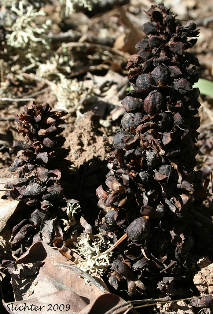 California Groundcone, California Ground Cone, Ground Cone: Kopsiopsis strobilacea (Synonym: Boschniakia strobilacea)