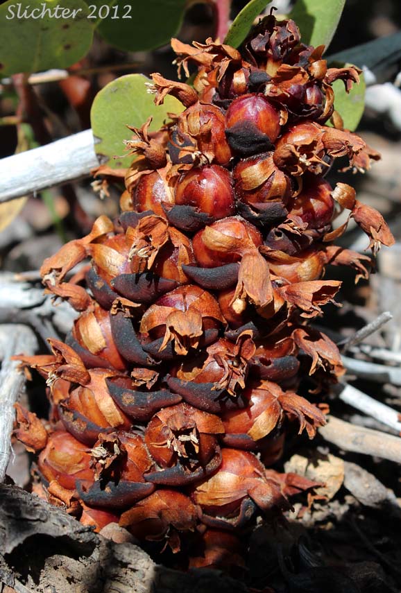 California Groundcone, California Ground Cone, Ground Cone: Kopsiopsis strobilacea (Synonym: Boschniakia strobilacea)