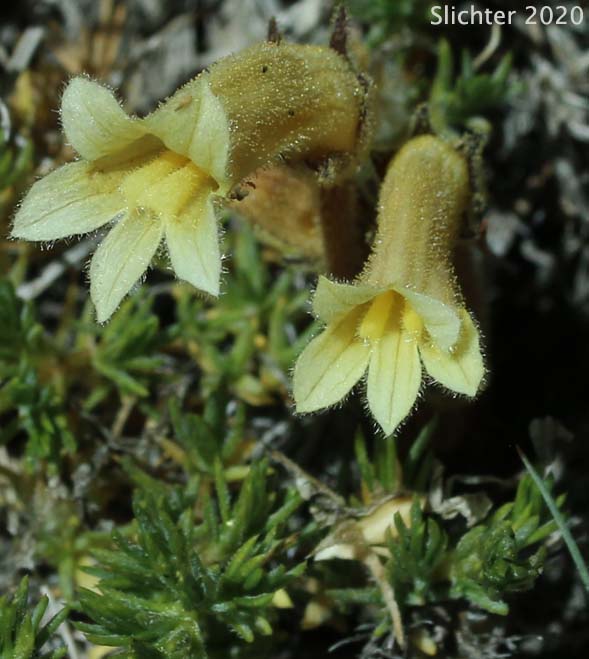 Clustered Broomrape: Aphyhllon franciscanum (Synonym: Orobanche fasciculata var. franciscana)