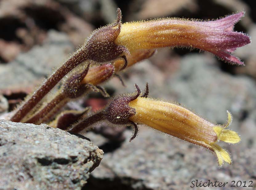 Clustered Broomrape: Aphyhllon franciscanum (Synonym: Orobanche fasciculata var. franciscana)