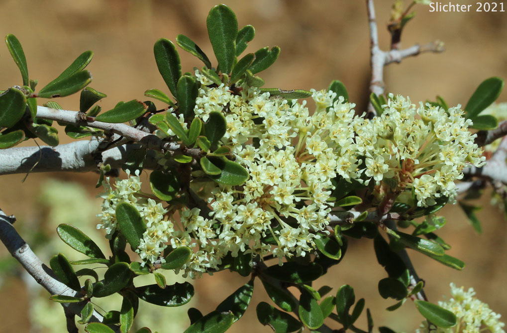 Buckbrush, Common Buckbrush, Narrow-leaf Buckthorn, Sedge-leaf Buckthorn: Ceanothus cuneatus var. cuneatus