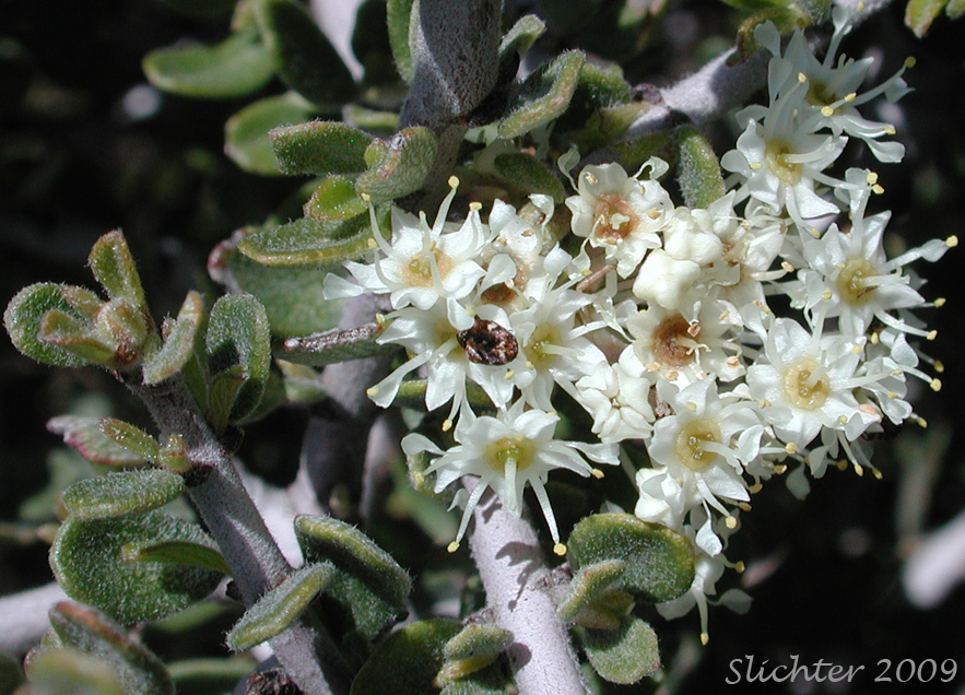 Inflorescence of Buckbrush, Common Buckbrush, Narrow-leaf Buckthorn, Sedge-leaf Buckthorn: Ceanothus cuneatus var. cuneatus