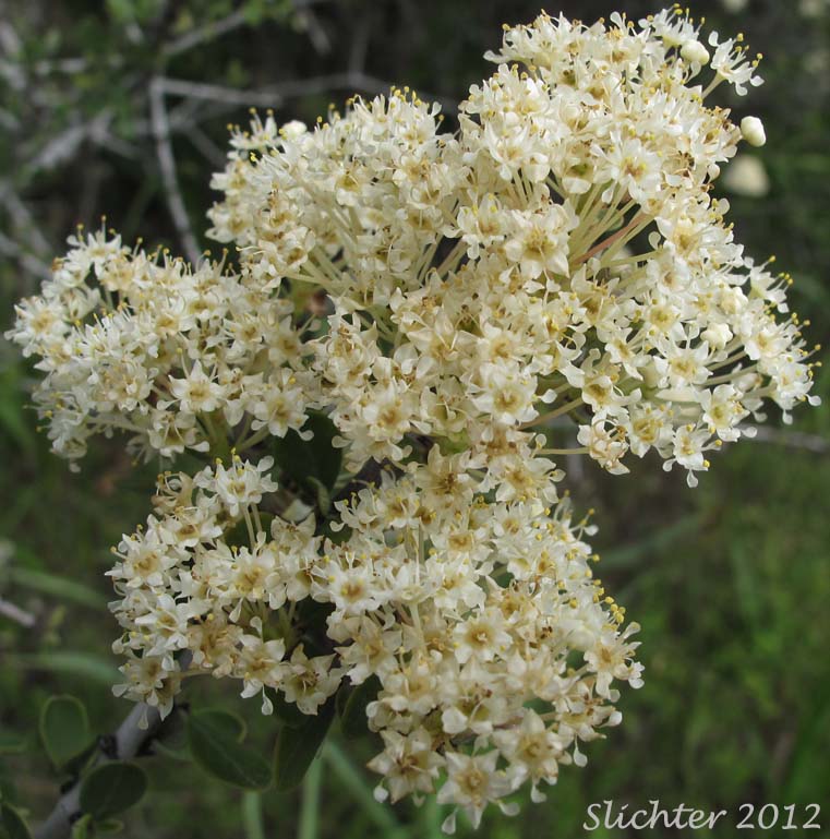 Buckbrush, Common Buckbrush, Narrow-leaf Buckthorn, Sedge-leaf Buckthorn: Ceanothus cuneatus var. cuneatus