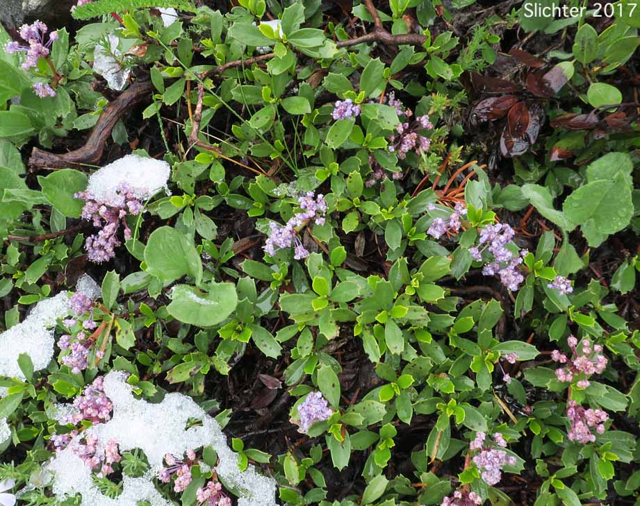 Mahala Mat, Prostrate Ceanothus: Ceanothus prostratus (Synonyms: Ceanothus prostratus var. laxus, Ceanothus prostratus ssp. prostratus)
