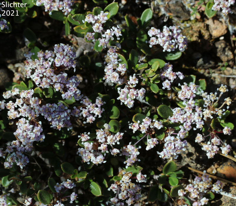 Siskiyou Mat: Ceanothus pumilus (Synonym: Ceanothus prostratus ssp. pumilis)