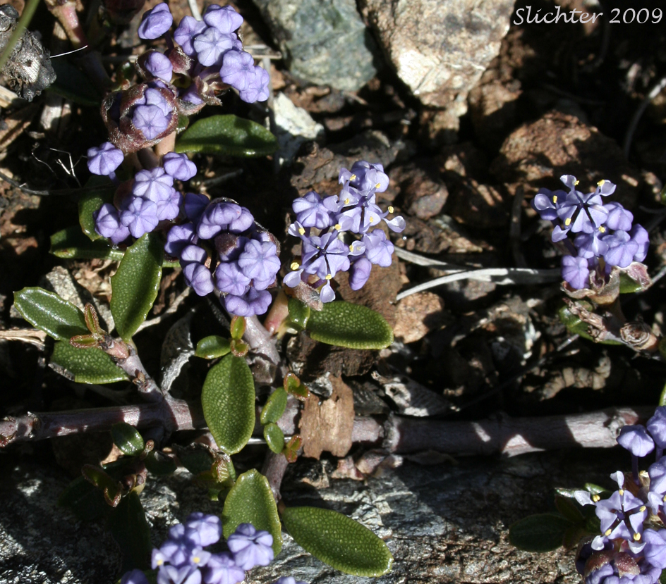 Siskiyou Mat: Ceanothus pumilus (Synonym: Ceanothus prostratus ssp. pumilis)
