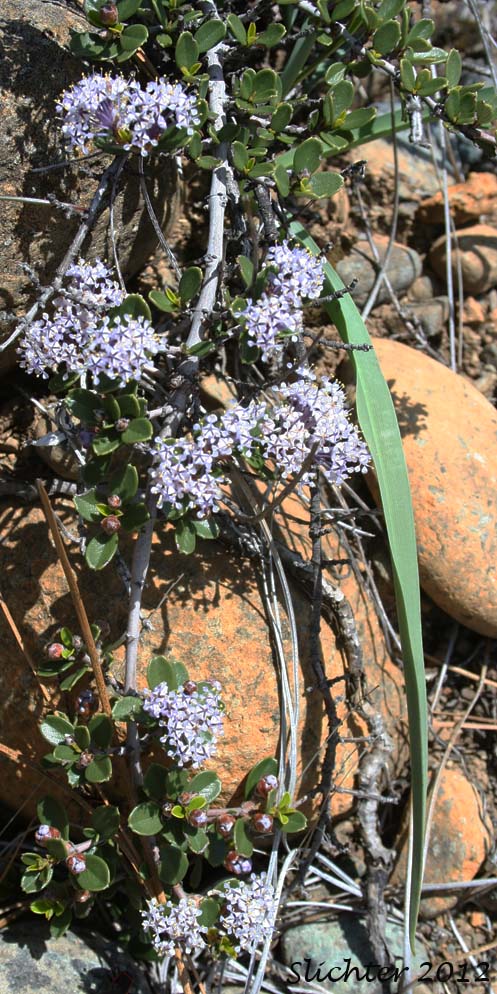 Siskiyou Mat: Ceanothus pumilus (Synonym: Ceanothus prostratus ssp. pumilis)