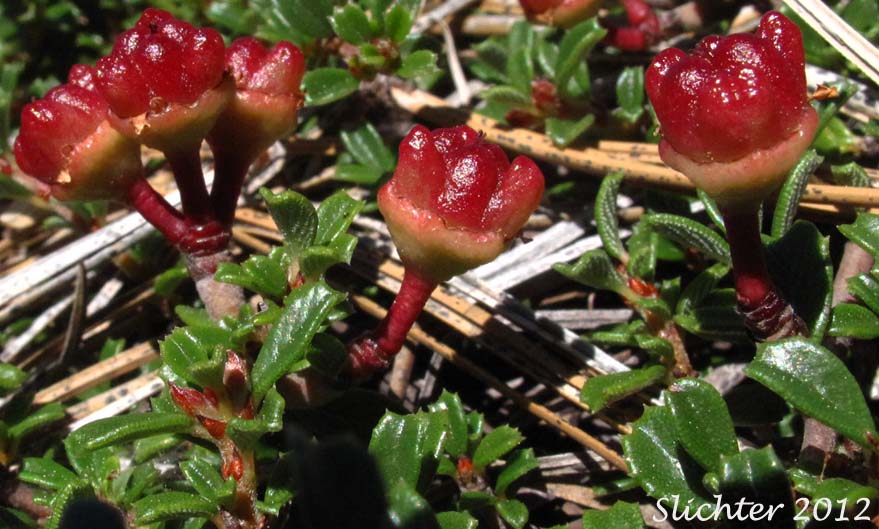 Bright red fruits of Siskiyou Mat: Ceanothus pumilus (Synonym: Ceanothus prostratus ssp. pumilis)