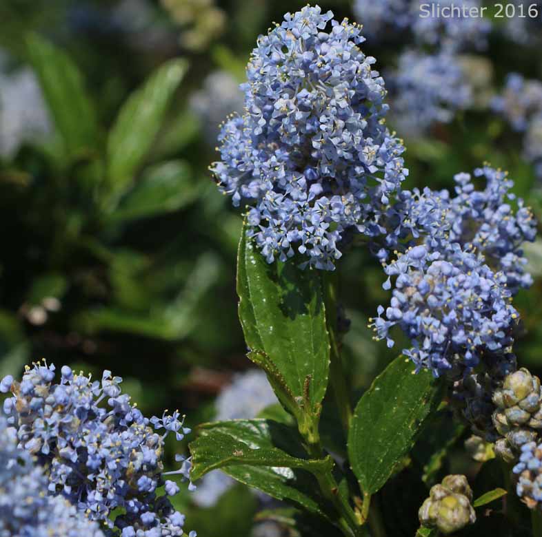 Blue Blossum, Wild Lilac: Ceanothus thyrsiflorus (Synonym: Ceanothus thyrsiflorus)