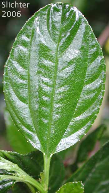 Leaf of Blue Blossum, Wild Lilac: Ceanothus thyrsiflorus (Synonym: Ceanothus thyrsiflorus)