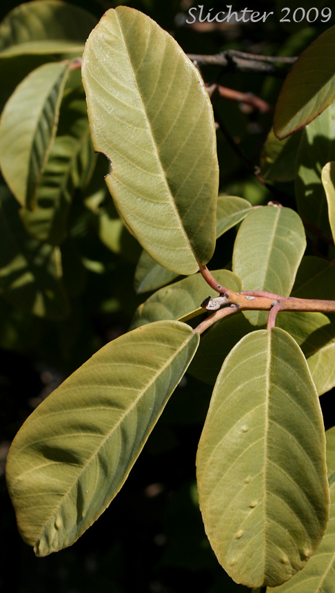 Leaves of California Buckthorn, California Coffeeberry, Coffeeberry: Rhamnus californica ssp. occidentalis (Synonyms: Frangula californica, Frangula californica ssp. occidentalis, Rhamnus californica var. occidentalis)