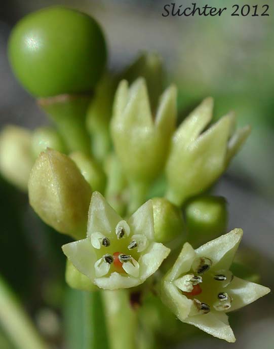 Flowers of California Buckthorn, California Coffeeberry, Coffeeberry: Rhamnus californica ssp. occidentalis (Synonyms: Frangula californica, Frangula californica ssp. occidentalis, Rhamnus californica var. occidentalis)