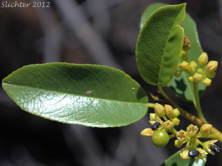 California Buckthorn, California Coffeeberry, Coffeeberry: Rhamnus californica ssp. occidentalis (Synonyms: Frangula californica, Frangula californica ssp. occidentalis, Rhamnus californica var. occidentalis)