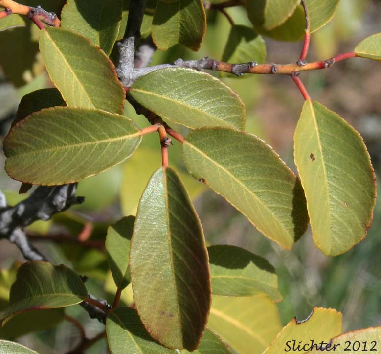 Leaves of California Buckthorn, California Coffeeberry, Coffeeberry: Rhamnus californica ssp. occidentalis (Synonyms: Frangula californica, Frangula californica ssp. occidentalis, Rhamnus californica var. occidentalis)