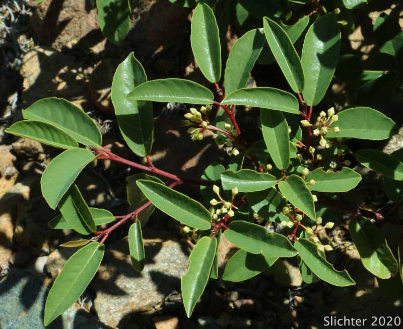 California Buckthorn, California Coffeeberry, Coffeeberry: Rhamnus californica ssp. occidentalis (Synonyms: Frangula californica, Frangula californica ssp. occidentalis, Rhamnus californica var. occidentalis)