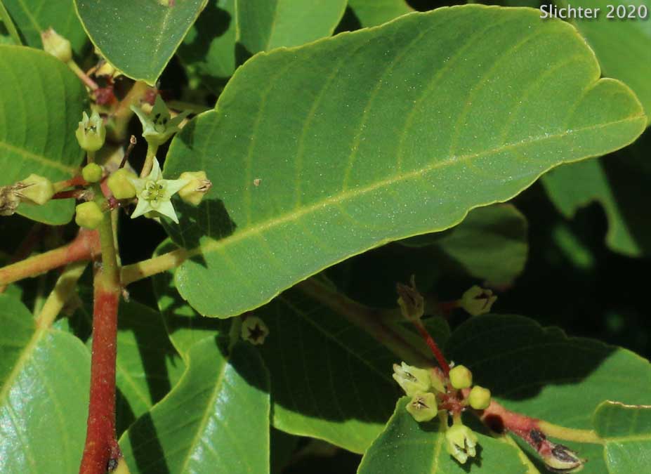 California Buckthorn, California Coffeeberry, Coffeeberry: Rhamnus californica ssp. occidentalis (Synonyms: Frangula californica, Frangula californica ssp. occidentalis, Rhamnus californica var. occidentalis)