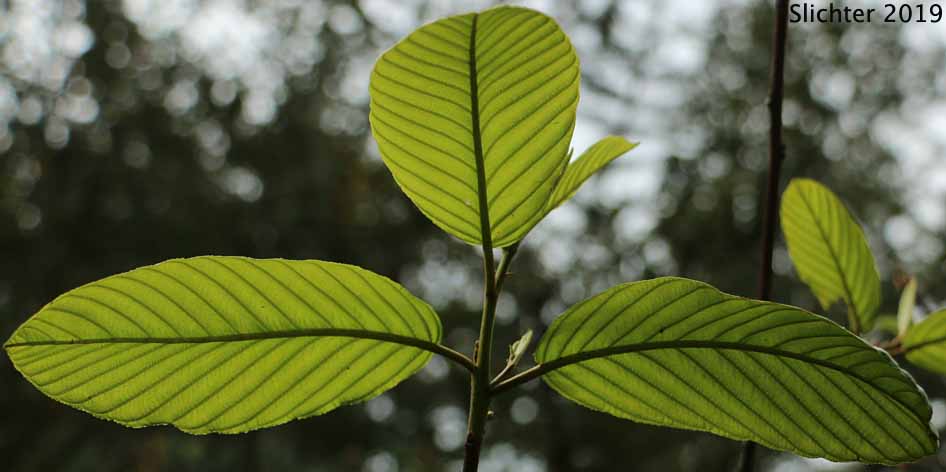Leaves of Buckthorn, Cascara, Cascara Buckthorn, Chittam, False Buckthorn: Rhamnus purshiana (Synonym: Frangula purshiana, Frangula purshiana ssp. annonifolia, Frangula purshiana ssp. purshiana)