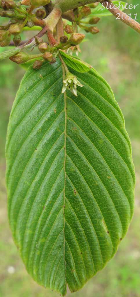 Leaf and flower of Buckthorn, Cascara, Cascara Buckthorn, Chittam, False Buckthorn: Rhamnus purshiana (Synonym: Frangula purshiana, Frangula purshiana ssp. annonifolia, Frangula purshiana ssp. purshiana)