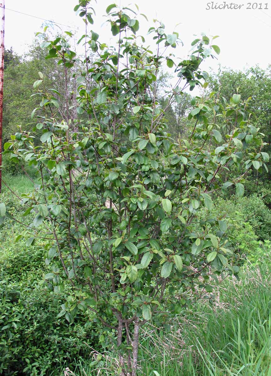 Buckthorn, Cascara, Cascara Buckthorn, Chittam, False Buckthorn: Rhamnus purshiana (Synonym: Frangula purshiana, Frangula purshiana ssp. annonifolia, Frangula purshiana ssp. purshiana)