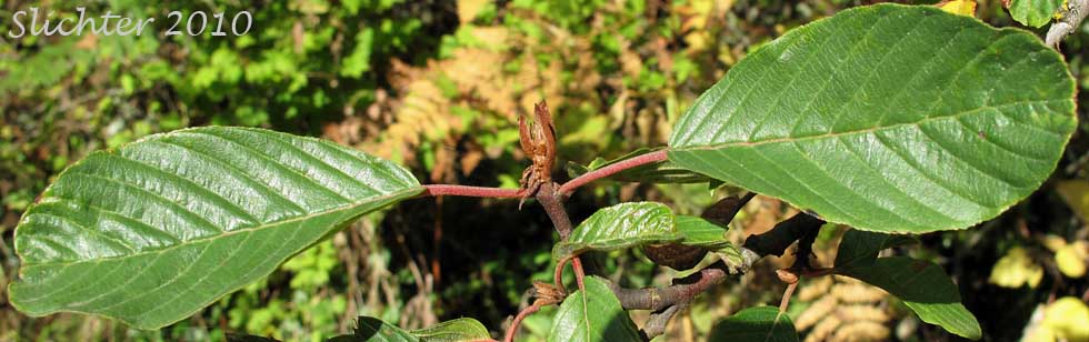 Leaves of Buckthorn, Cascara, Cascara Buckthorn, Chittam, False Buckthorn: Rhamnus purshiana (Synonym: Frangula purshiana, Frangula purshiana ssp. annonifolia, Frangula purshiana ssp. purshiana)