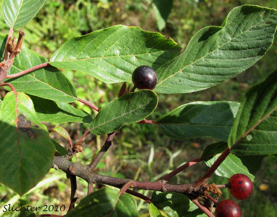 Leaves and fruits of Buckthorn, Cascara, Cascara Buckthorn, Chittam, False Buckthorn: Rhamnus purshiana (Synonym: Frangula purshiana, Frangula purshiana ssp. annonifolia, Frangula purshiana ssp. purshiana)