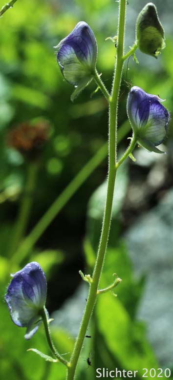 Columbia Aconite, Columbia Monkshood: Aconitum columbianum ssp. columbianum (Synonyms: Aconitum columbianum ssp. pallidum, Aconitum columbianum var. bakeri, Aconitum columbianum var. columbianum, Aconitum columbianum var. ochroleucum, Aconitum columbianum var. pallidum, Aconitum geranioides, Aconitum leibergii, Aconitum mogollonicum)