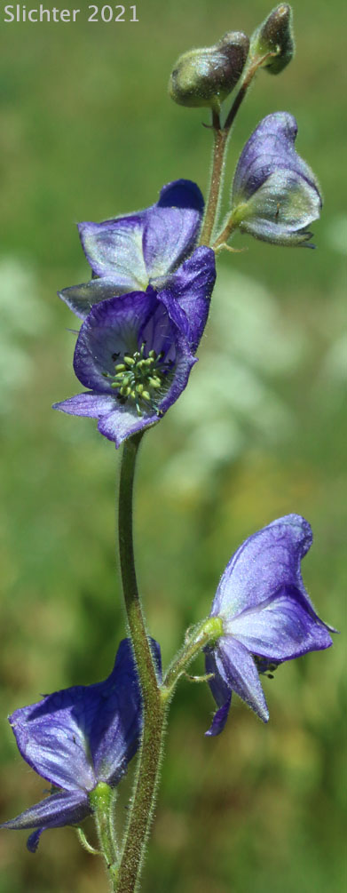 Columbia Aconite, Columbia Monkshood: Aconitum columbianum ssp. columbianum (Synonyms: Aconitum columbianum ssp. pallidum, Aconitum columbianum var. bakeri, Aconitum columbianum var. columbianum, Aconitum columbianum var. ochroleucum, Aconitum columbianum var. pallidum, Aconitum geranioides, Aconitum leibergii, Aconitum mogollonicum)