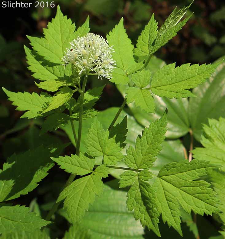 Baneberry, Red Baneberry, Western Red Baneberry: Actaea rubra (Synonyms: Actaea arguta, Actaea eburnea, Actaea neglecta, Actaea rubra ssp. arguta, Actaea rubra var. dissecta, Actaea spicata, Actaea spicata var. arguta, Actaea spicata var. rubra, Actaea viridiflora)