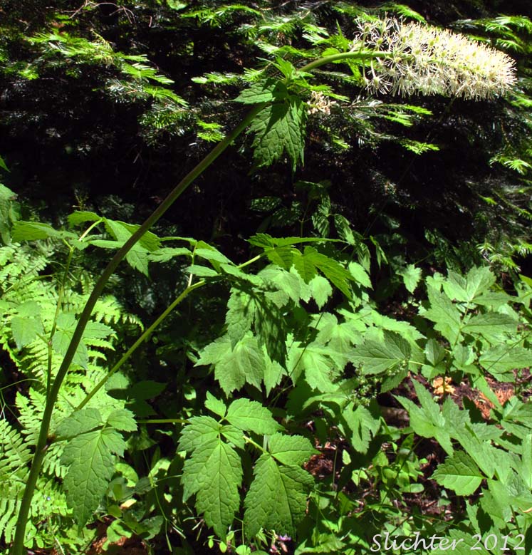 Synonyms: Actaea arguta, Actaea eburnea, Actaea neglecta, Actaea rubra ssp. arguta, Actaea rubra var. dissecta, Actaea spicata, Actaea spicata var. arguta, Actaea spicata var. rubra, Actaea viridiflora